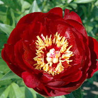 Peony Buckeye Belle Plant (Paeonia lactiflora)
