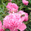 Peony Dinnerplate Plant (Paeonia lactiflora)