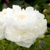 Peony Elsa Sass Plant (Paeonia lactiflora)