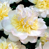 Peony Honey Gold Plants (<i>Paeonia lactiflora</i>)