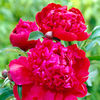 Peony Inspector Lavergne Plant (Paeonia lactiflora)