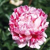 Peony Plant - Candy Stripe