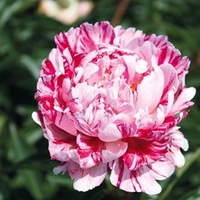 Peony Plant - Candy Stripe