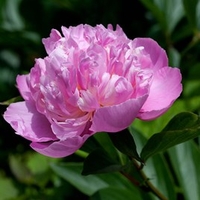 Peony Plant - Edens Perfume