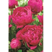 Peony Plant - Karl Rosenfield