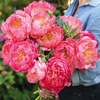 Peony Plant - Pink Hawaiian