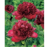 Peony Plant - Red Charm