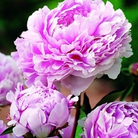 Peony Plant - Sarah Bernhardt