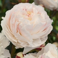 Peony Plant - Shirly Temple