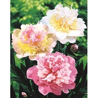 Peony Plant - Sorbet
