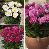 Peony Plants - Collection