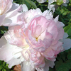 Peony Raspberry Sundae Plant (Paeonia lactiflora)