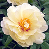 Peony Tree High Noon (Paeonia suffruticosa)