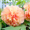 Peony Tree Twin Pack (Paeonia suffruticosa)