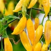 Pepper (Chilli) Hot Lemon Plant