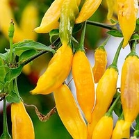 Pepper (Chilli) Hot Lemon Plant