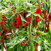 Pepper (Chilli) Longhorn Plant