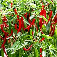Pepper (Chilli) Longhorn Plant