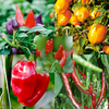 Pepper (Chilli) Collection (10) + Catalogue