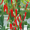 Pepper Chilli Fireflame F1 Grafted Plants