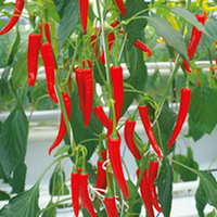 Pepper Chilli Fireflame F1 Grafted Plants
