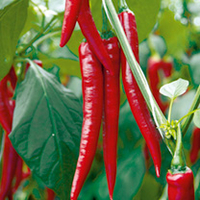 Pepper Chilli Grafted Plant - F1 Medina