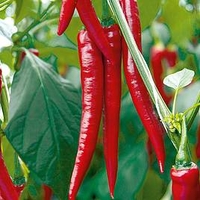 Pepper Chilli Grafted Plant - F1 Medina