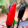 Pepper Chilli Grafted Plant - Zimbabwe Black