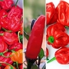 Pepper Chilli Grafted Plants - Connoisseurs Collection
