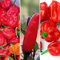Pepper Chilli Grafted Plants - Connoisseurs Collection