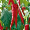 Pepper Chilli Grafted Plants - F1 Medina