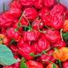 Pepper Chilli Grafted Plants - Trinidad Moruga Scorpion