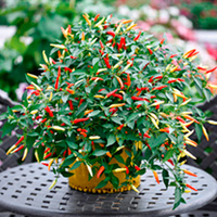 Pepper (Chilli) Plant - Basket of Fire