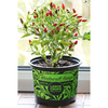 Pepper (Chilli) Plant - Fiery Flames