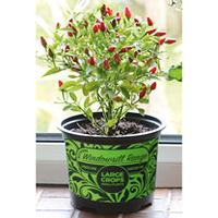 Pepper (Chilli) Plant - Fiery Flames
