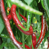 Pepper Chilli Plant - Joe