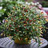 Pepper Chilli Plants - Basket of Fire