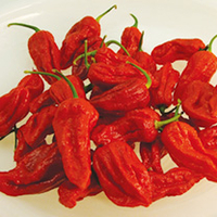 Pepper Chilli Plants - Bhut Jolokia
