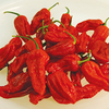 Pepper Chilli Plants - Bhut Jolokia