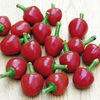Pepper Chilli Plants - Cherry Bomb