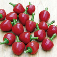 Pepper Chilli Plants - Cherry Bomb
