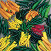 Pepper Chilli Plants - Collection