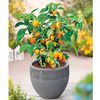 Pepper Chilli Plants - F1 Cheyenne