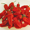 Pepper Chilli Plants - Festival Ultimate Collection