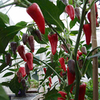 Pepper Chilli Plants - Festival Ultimate Collection