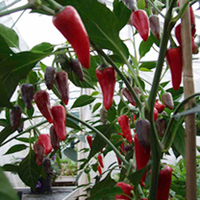 Pepper Chilli Plants - Festival Ultimate Collection
