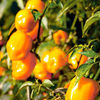 Pepper Chilli Plants - Habanero Big Sun