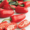 Pepper Chilli Plants - Jalapeno