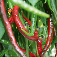 Pepper Chilli Plants - Joe