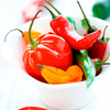 Pepper (Chilli) Plants - Lucky Dip